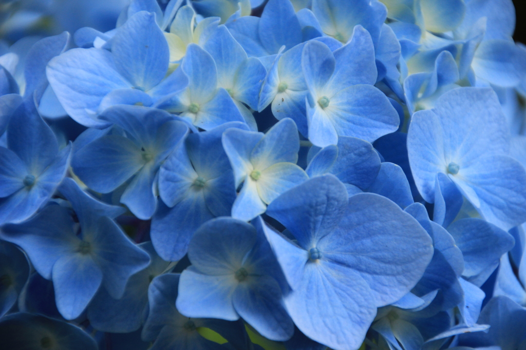 浄土寺の紫陽花