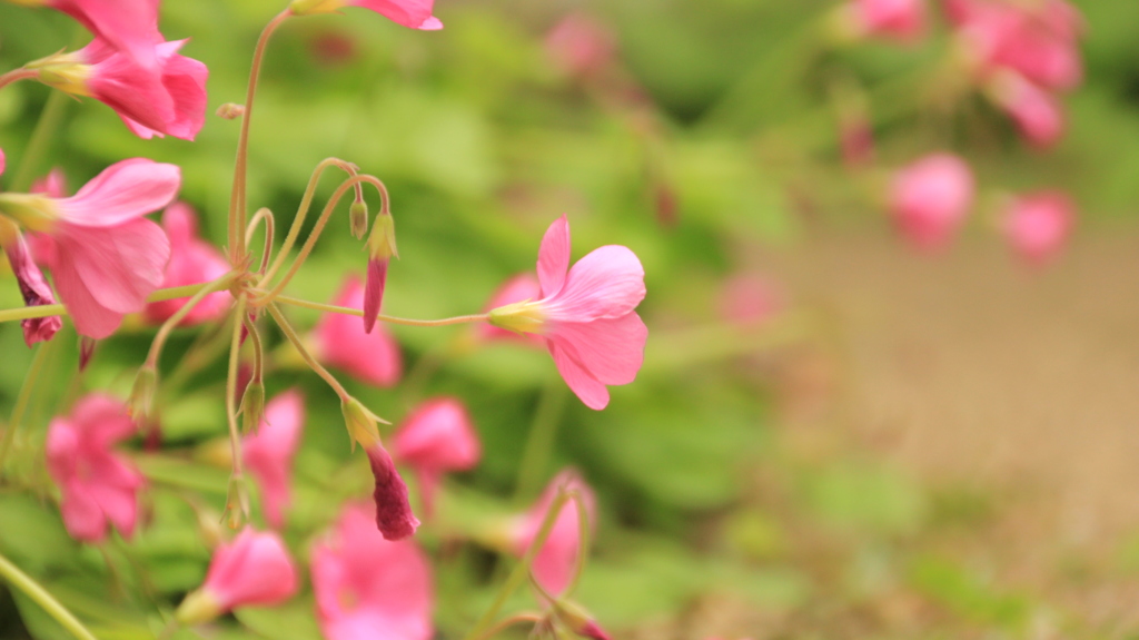 庭の花