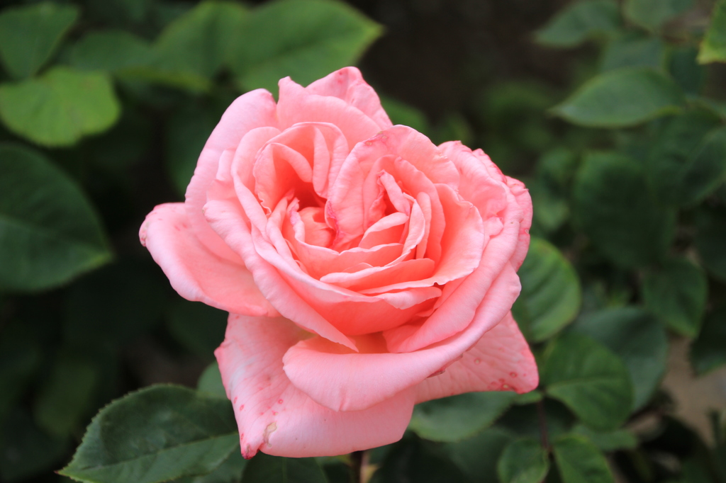 薔薇