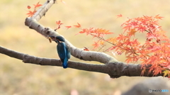 モミカワラストウイークかな？３