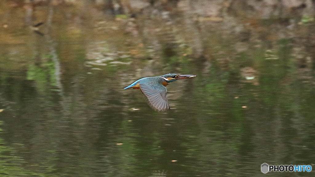 カワセミ子育て中１