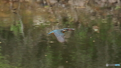 カワセミ子育て中１