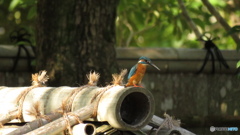 屋根から水面を伺う