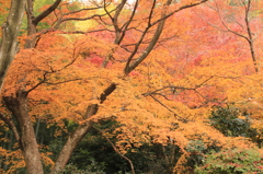 常寂光寺 2