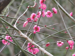 2015年　初梅の花