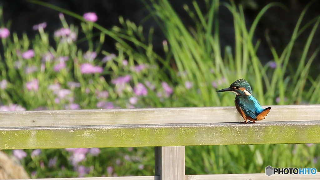 ナデシコとカワセミ