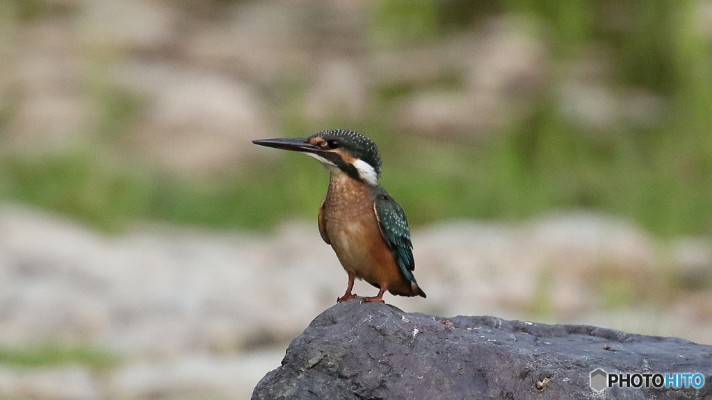 石の上のヒナ１