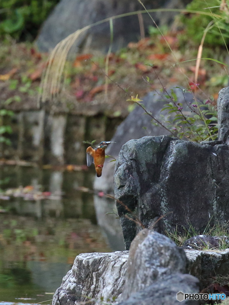 魚捕れましたよ～