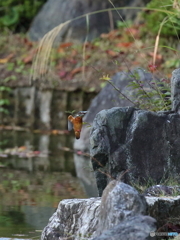 魚捕れましたよ～
