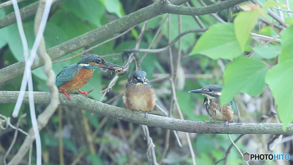 ザリガニ捕って来たよ～４