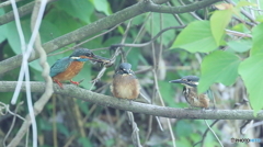 ザリガニ捕って来たよ～４