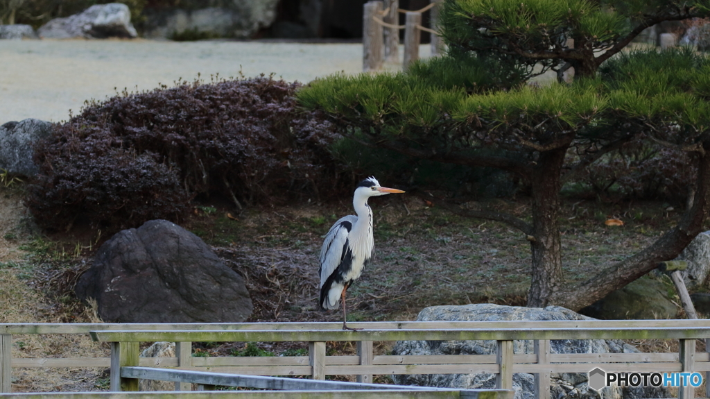 庭園のアオサギ