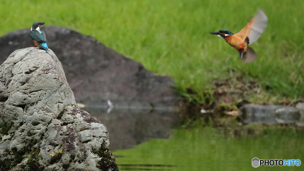 オスカワ、ヒナ鳥を追い出しにかかる１