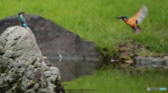 オスカワ、ヒナ鳥を追い出しにかかる１
