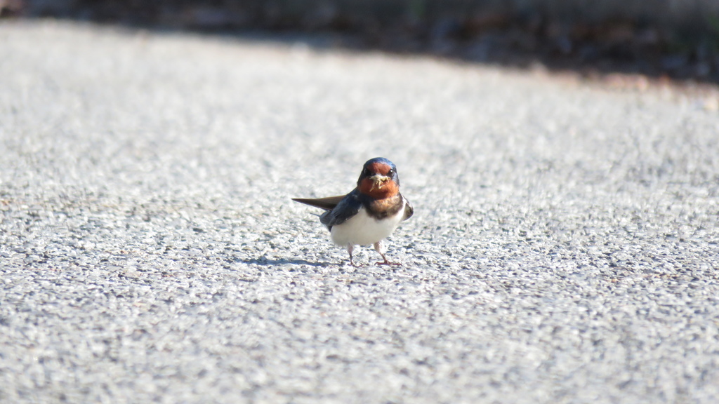 巣作り大変ですね