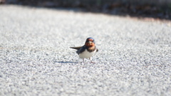 巣作り大変ですね