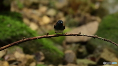 水浴びに降りて来たサンコウチョウ１