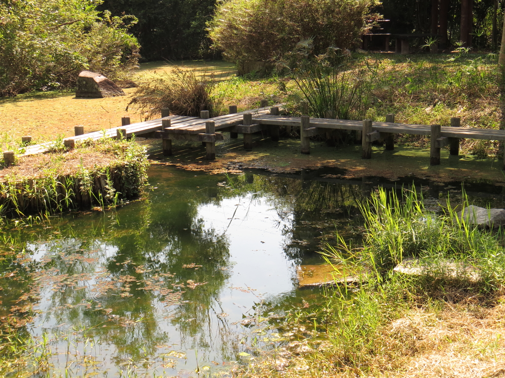 公園の池