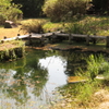 公園の池