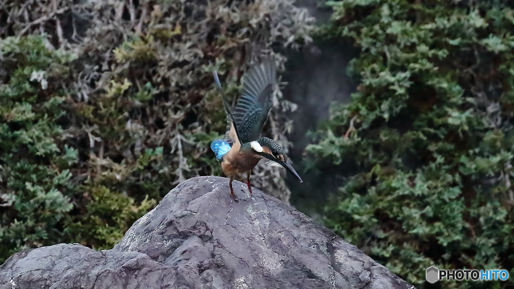 幼鳥の飛び出し