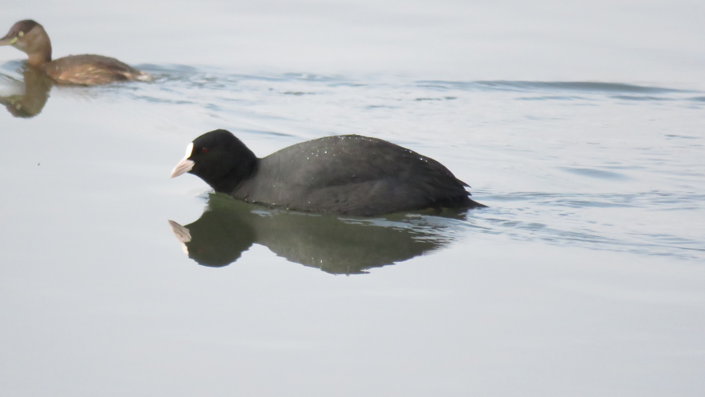 オオバンとカイツブリ