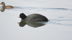 オオバンとカイツブリ