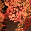 永観堂　禅林寺2