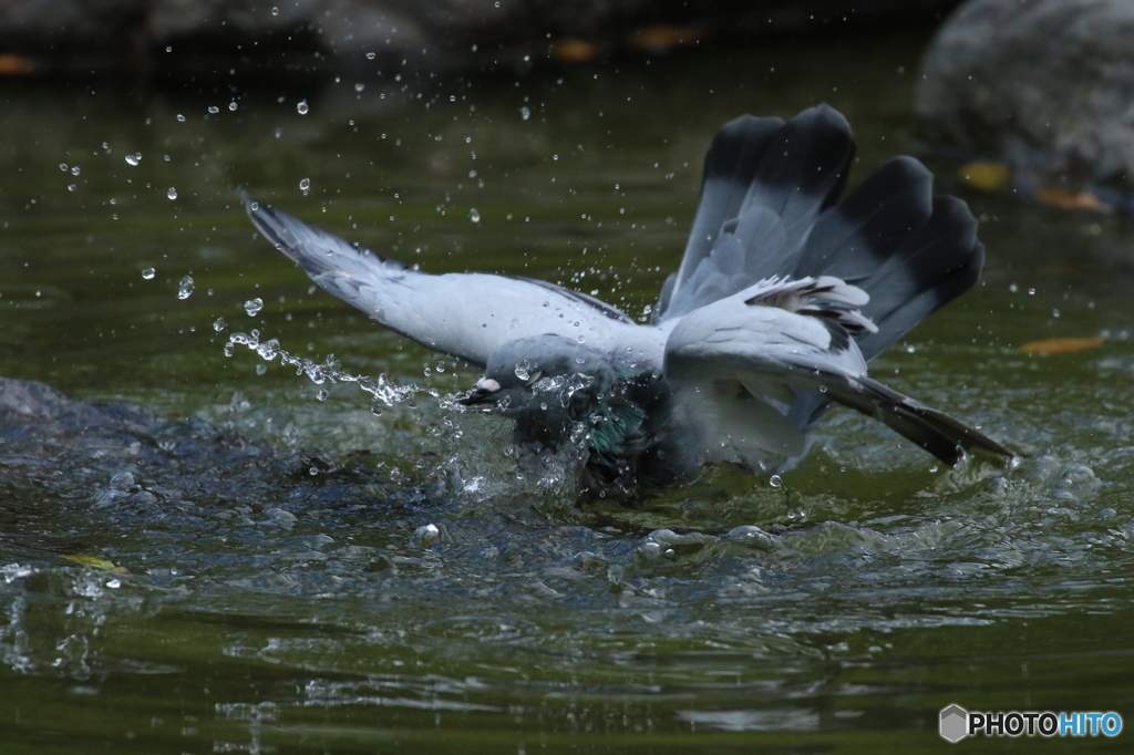 鳩の行水