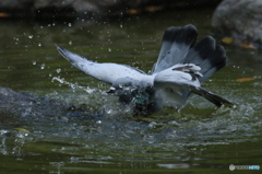 鳩の行水