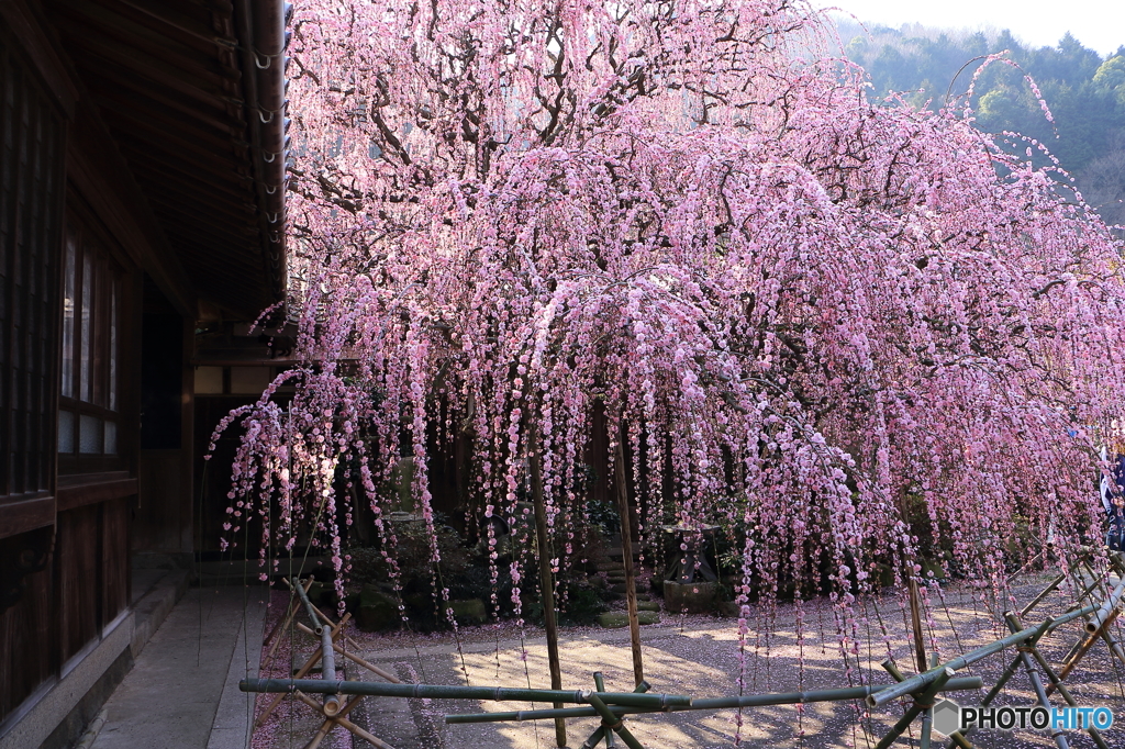 軒横のしだれ梅