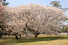 京都御苑の桜