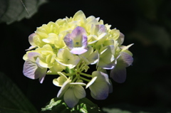 紫陽花３
