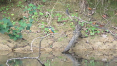 ご飯探すのも辛いな　byパパ