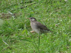 不明（シロハラ）改めムクドリ