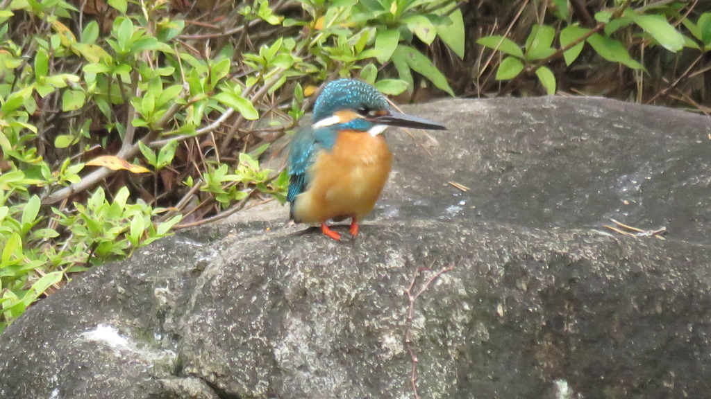 カワセミ♂