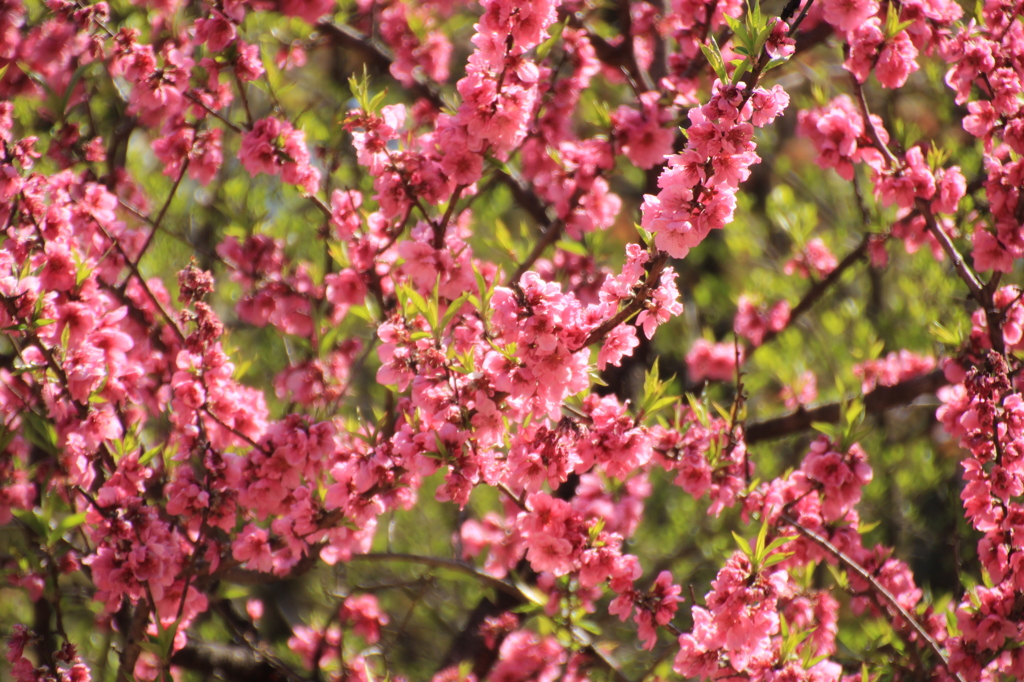 京都御所　桜２