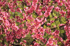 京都御所　桜２