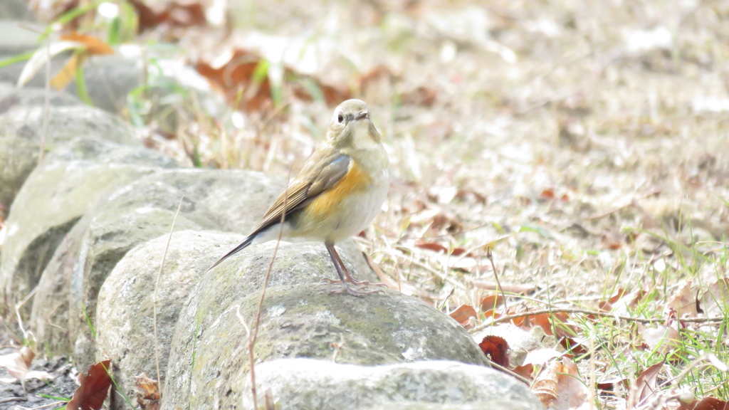 オオルリ♀？改めルリビタキ♀に変更