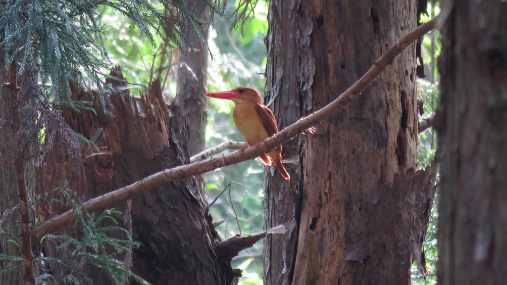 アカショウビン