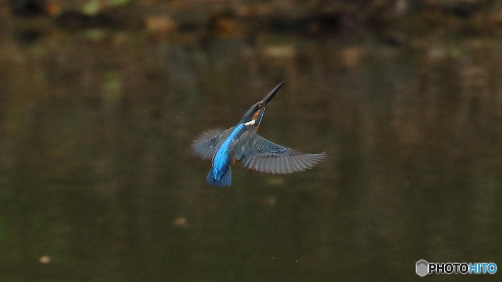 カワセミ子育て中３