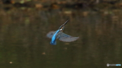カワセミ子育て中３