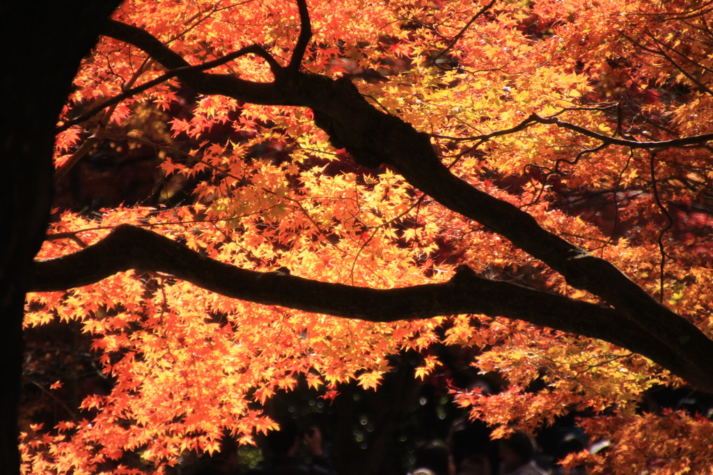 嵐山紅葉９