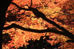 嵐山紅葉９