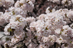 京都御所　桜８