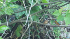 君に先きに上げようね