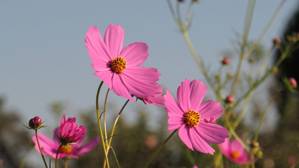 秋桜