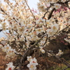 綾部山梅林９