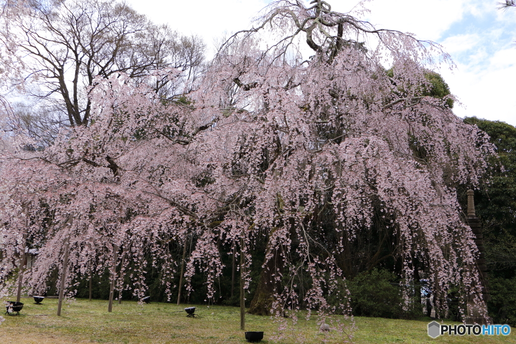 霊宝館内の大桜３