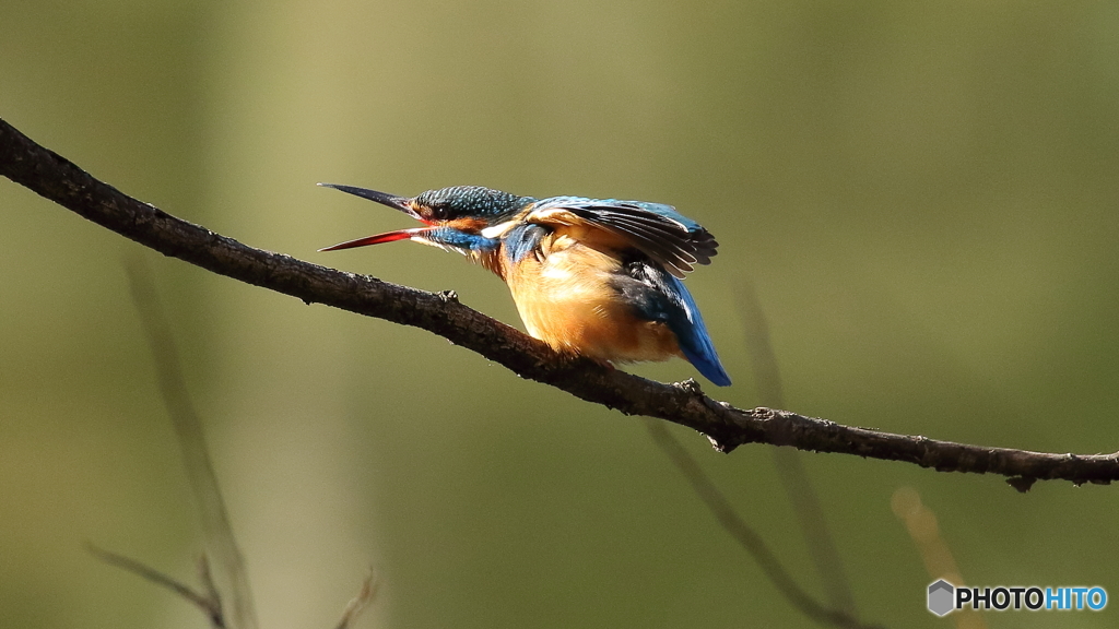 良いお年を～　てゆうてます。