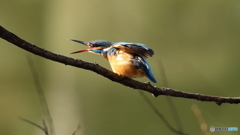 良いお年を～　てゆうてます。